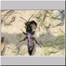 Trypoxylon figulus - Grabwespe 05 OS-Wallenhorst-Tongrube-Lehmwand - det.jpg